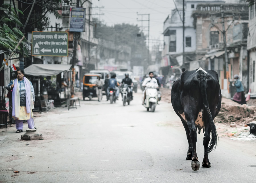 Cow-in-the-street-Varanasi-India