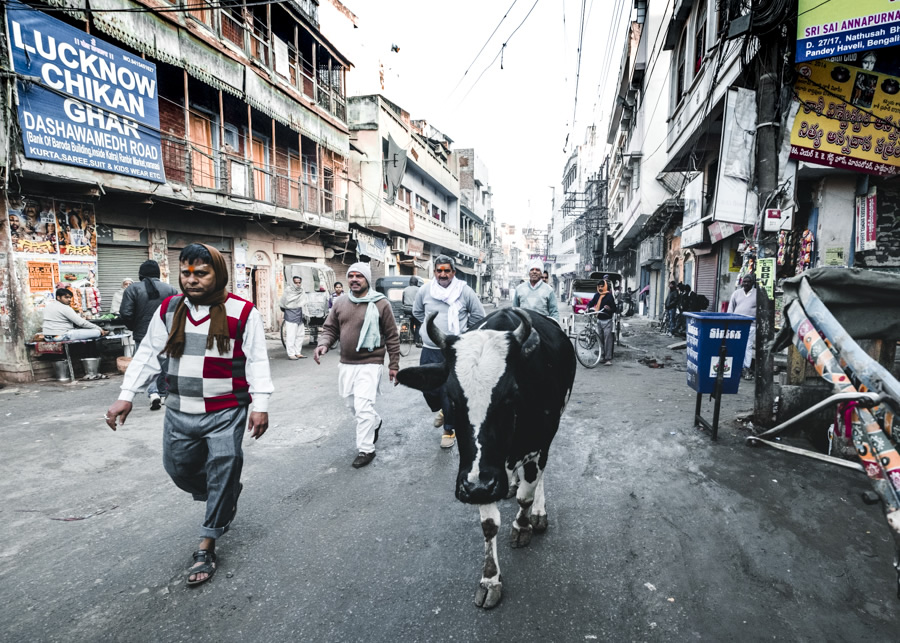 Varanasi-India-Cows-in-the-street-Nathan-Brayshaw