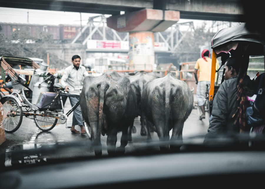 Water-buffalo-on-the-road-Varanasi-India