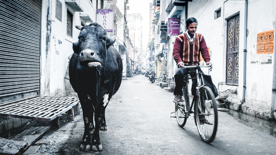 Cow-and-bike-in-the-street-Varanasi-India