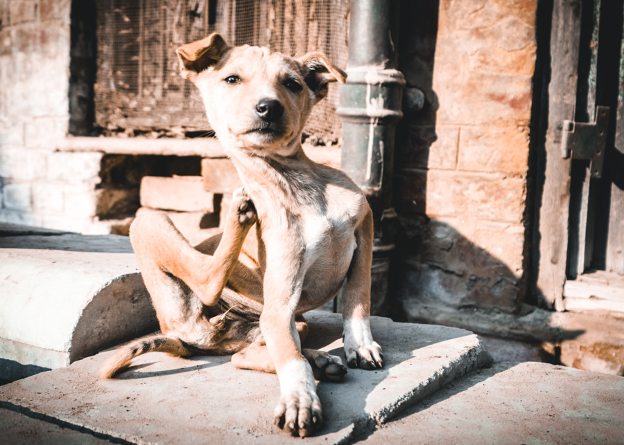 Stray-dog-varanasi-India-Nathan-Brayshaw