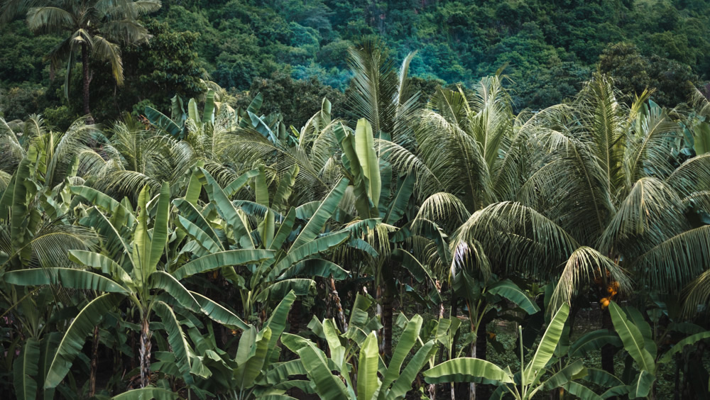 Bali, Indonesia, jungle, palm trees, tropical