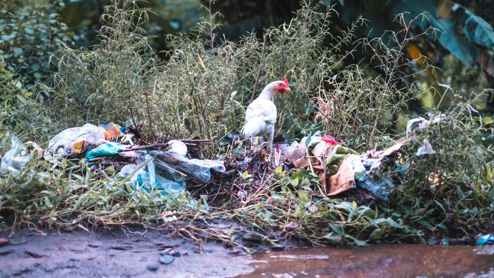 Balinese village, rubbish, pollution, 