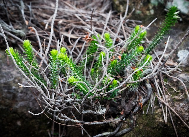 Beard-Heath-Lamington-National-Park-Binna-Burra-Gold-Coast-bushwalking-hiking