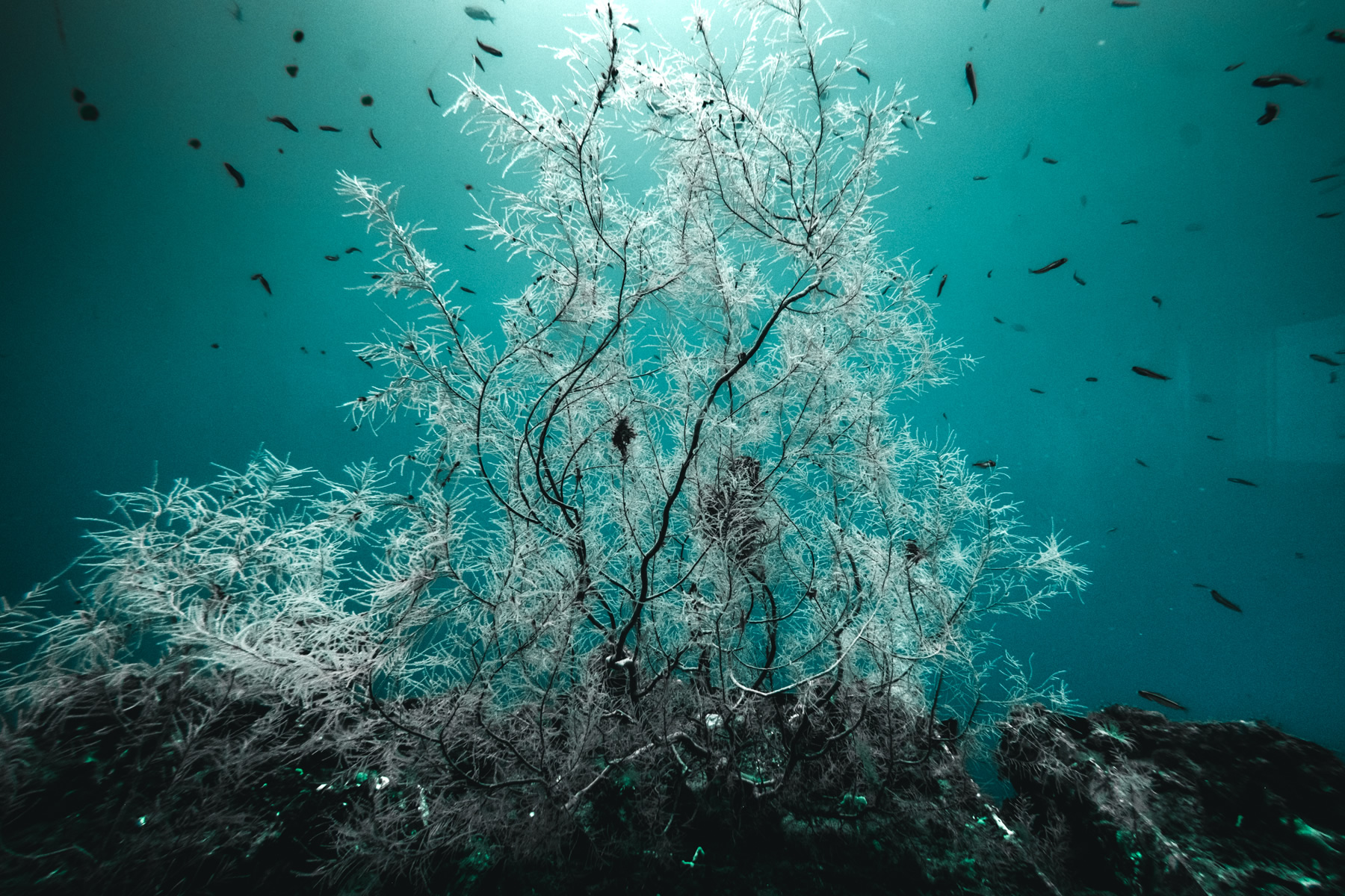 Black Coral, Underwater, Milford Sound, New Zealand,