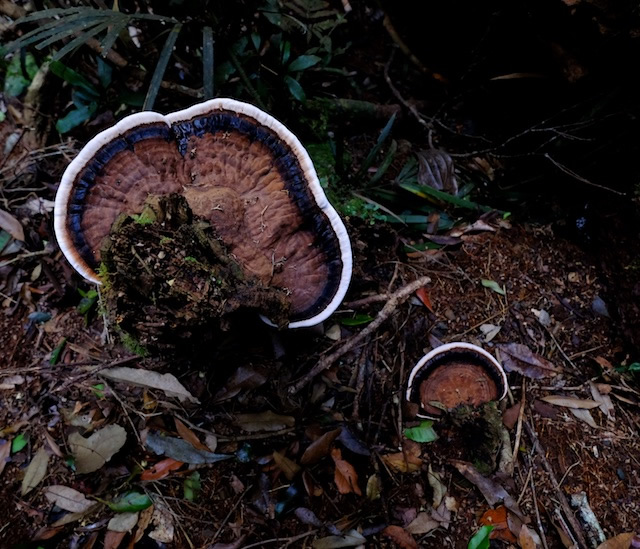 Fungi-Lamington-National-Park-Binna-Burra-Gold-Coast-bushwalking-hiking