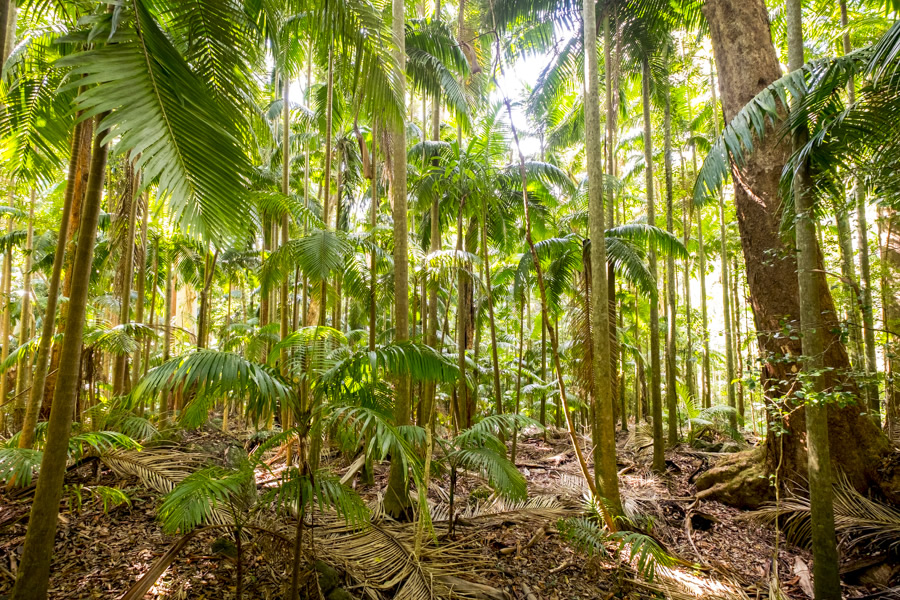 Drought, Rainforest, Binna Burra, Lamington National Park,