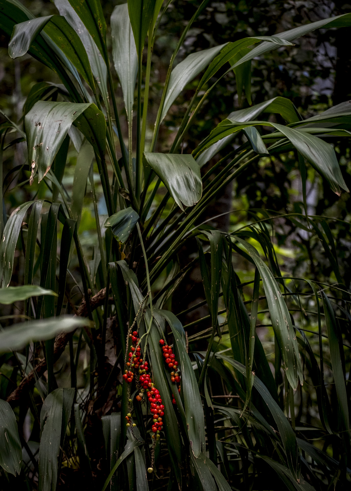 Cordyline, temperate rainforest, Gondwana, Lamington National Park,