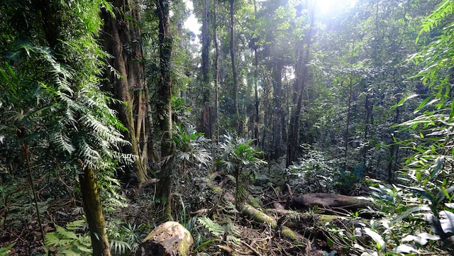 ex-cyclone-debbie-Lamington-National-Park-Binna-Burra-Gold-Coast-bushwalking-hiking