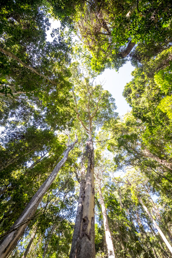 Eucalypt Forest Binna Burra Lamington National Park