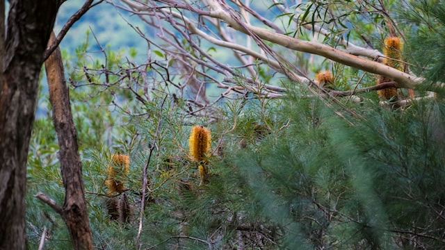 Eucalyptus-Banksia-Lamington-National-Park-Binna-Burra-Gold-Coast-bushwalking-hiking