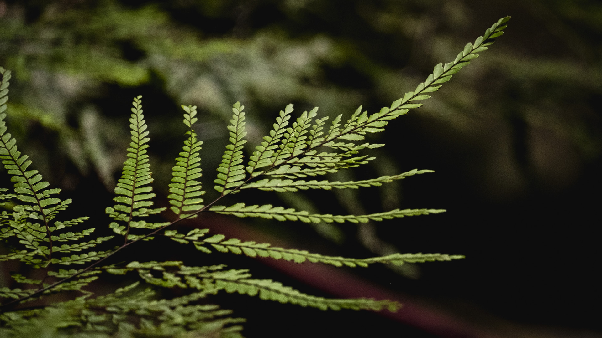 temperate rainforest, binna burra, Gondwana, gold coast