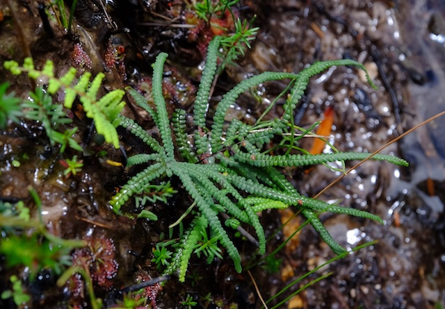 Fern-Lamington-National-Park-Binna-Burra-Gold-Coast-bushwalking-hiking