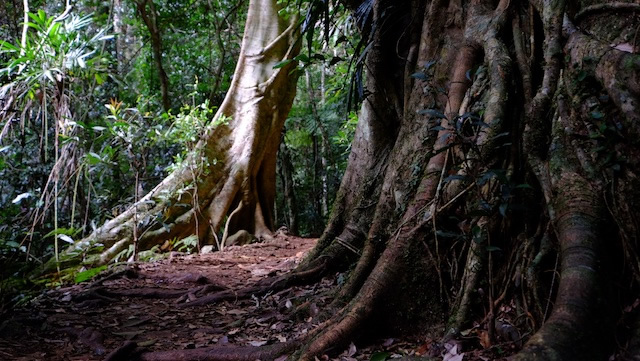 Butress-roots-Booyong-Lamington-National-Park-Binna-Burra-Gold-Coast-bushwalking-hiking