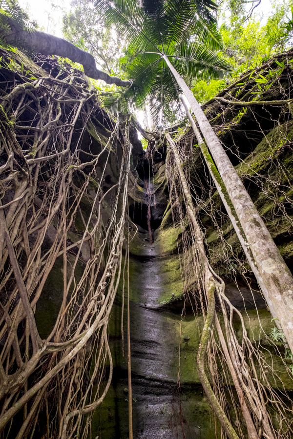 basalt cliff, strangler fig tree roots, binna burra, lamington national park