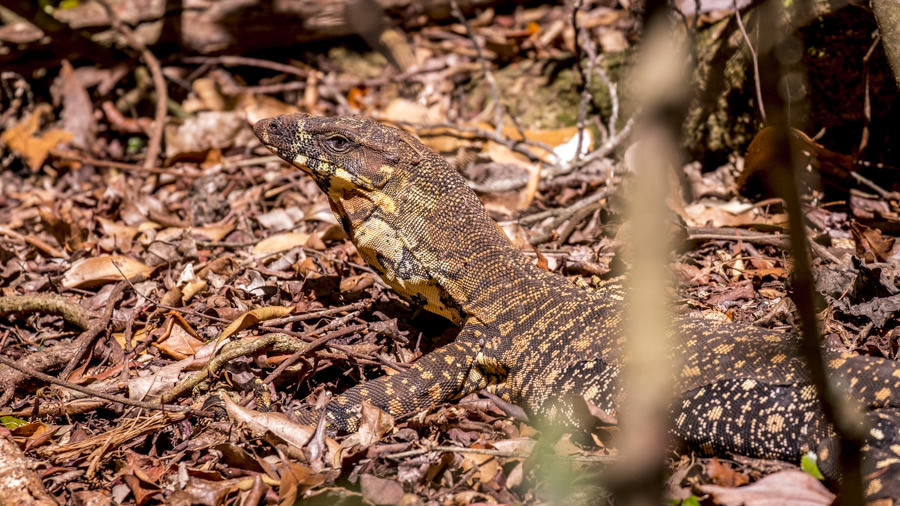 Goanna, Lace Monitor, Lizard, Binna Burra, Gondwana, Gold Coast