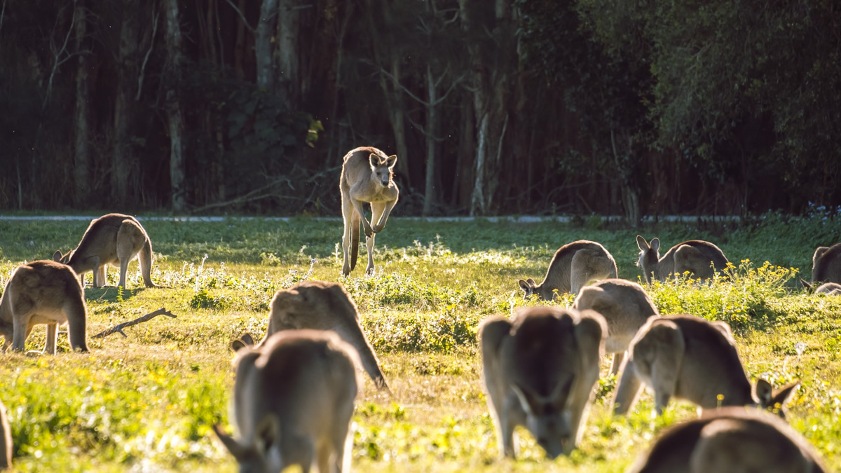 Kangaroos, Coombabah Wetlands, Gold Coast