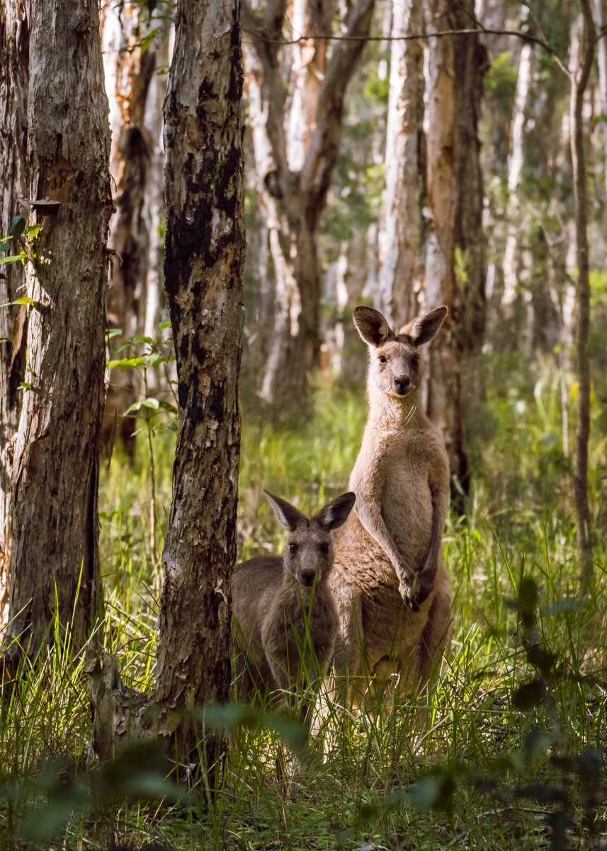 Kangaroos, Coombabah Wetlands, Gold Coast