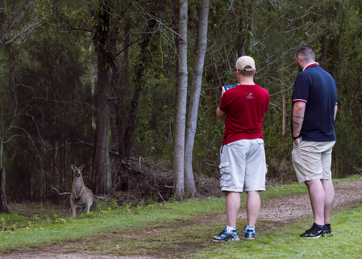 Kangaroos, Coombabah Wetlands, Gold Coast