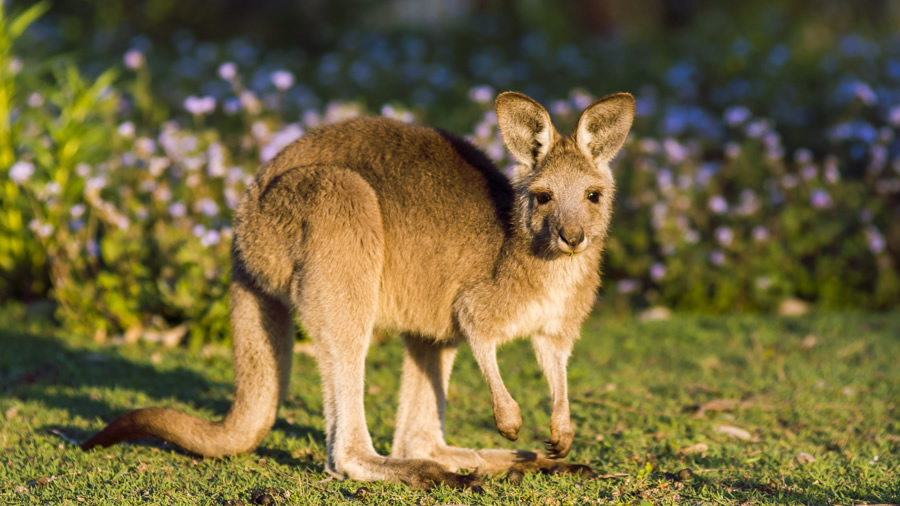 Kangaroo joey, Coombabah Lakelands, Gold Coast,