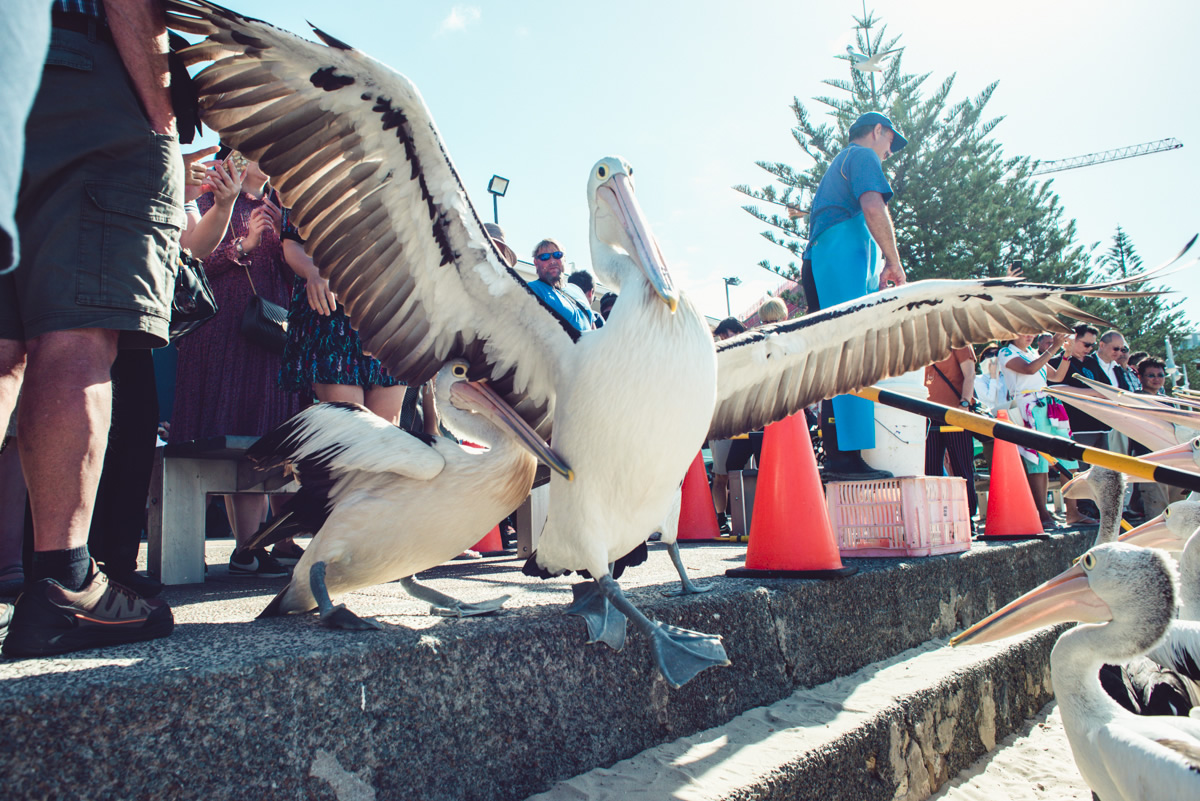 Pelican, Pelican feeding, Charis Seafoods, Labrador, Gold Coast,