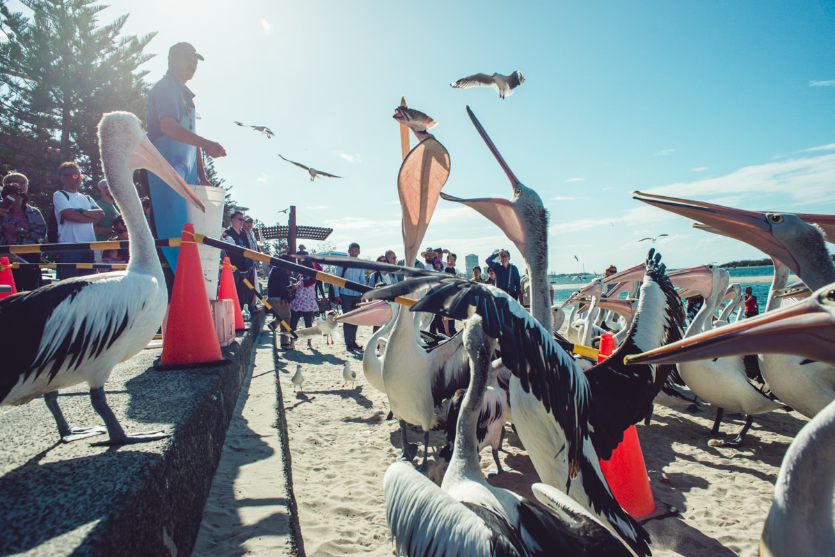 Pelican, Pelican feeding, Charis Seafoods, Labrador, Gold Coast,