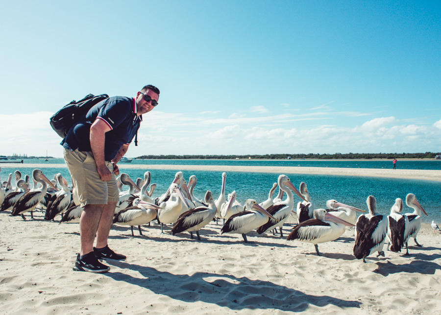 Pelican, Pelican feeding, Charis Seafoods, Labrador, Gold Coast,