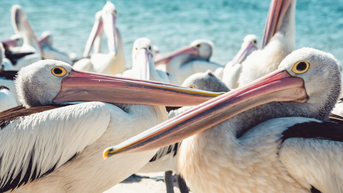 Pelican, Pelican feeding, Charis Seafoods, Labrador, Gold Coast, 