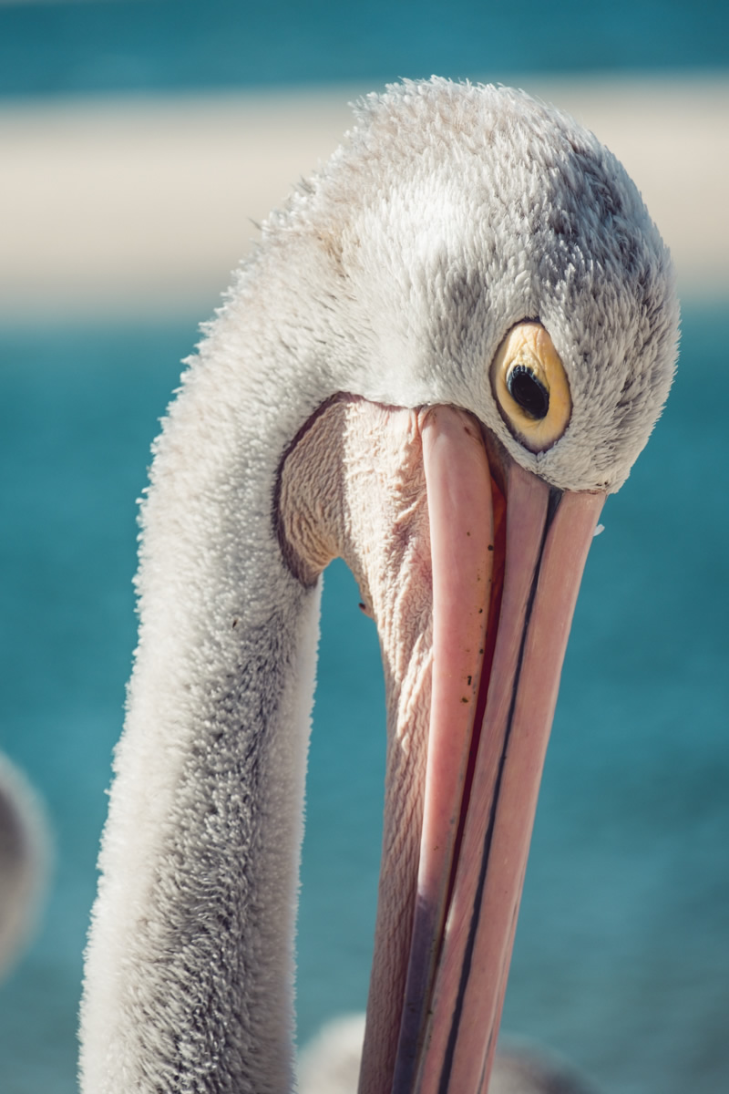 Pelican, Pelican feeding, Charis Seafoods, Labrador, Gold Coast,