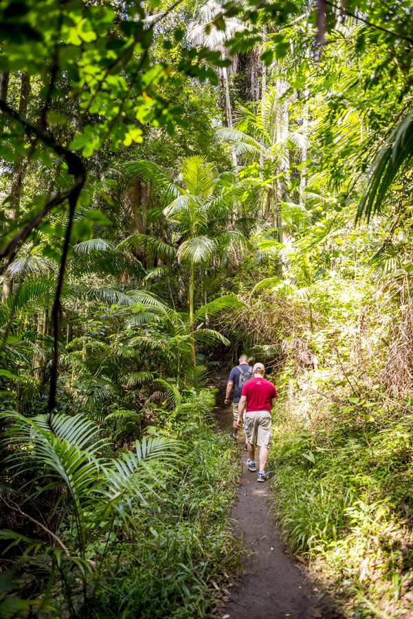 Waterfall, Curtis Falls, Mt Tamborine, Gold Coast,