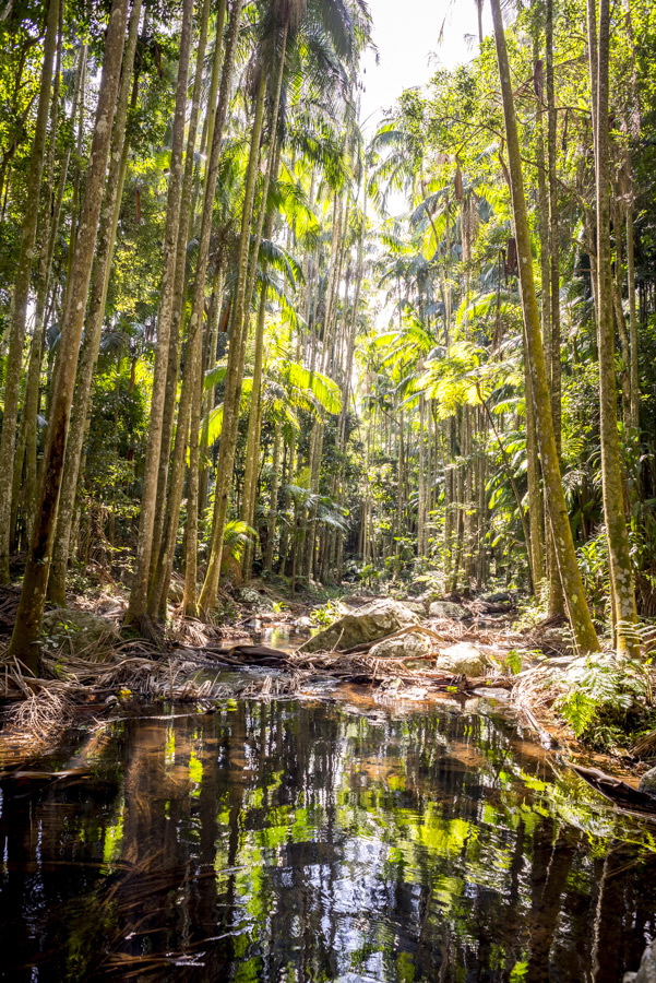 Waterfall, Curtis Falls, Mt Tamborine, Gold Coast,