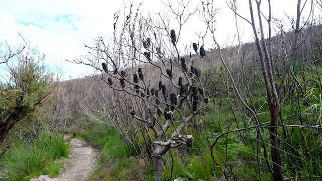 Heath-Lamington-National-Park-Binna-Burra-Gold-Coast-bushwalking-hiking