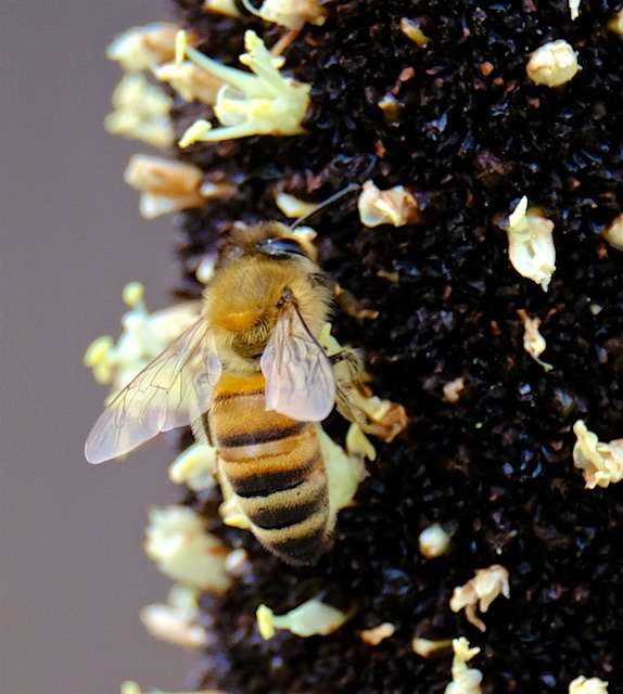 Honey-Bee-Lamington-National-Park-Binna-Burra-Gold-Coast-bushwalking-hiking