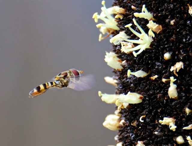 Hover-fly-Lamington-National-Park-Binna-Burra-Gold-Coast-bushwalking-hiking