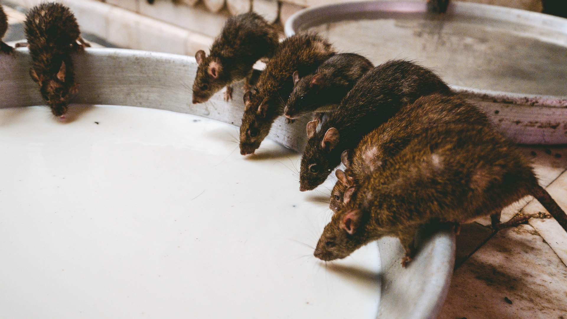 Black rat, Rat Temple, Rajasthan, India, Nathan Brayshaw travel photographer