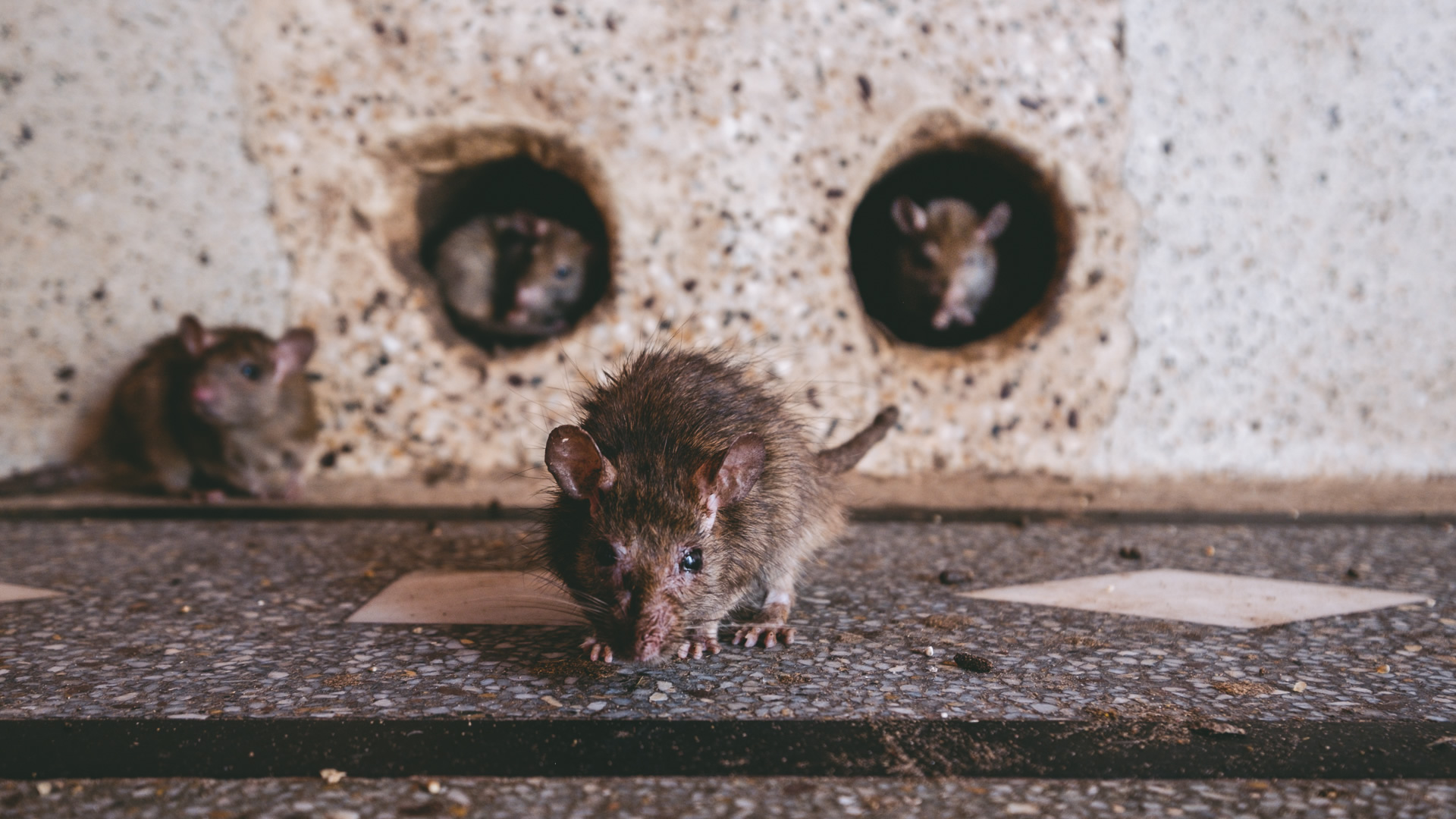 Black Rat, Karni Mata, Rat Temple, Rajasthan, India, Nathan Brayshaw travel photographer