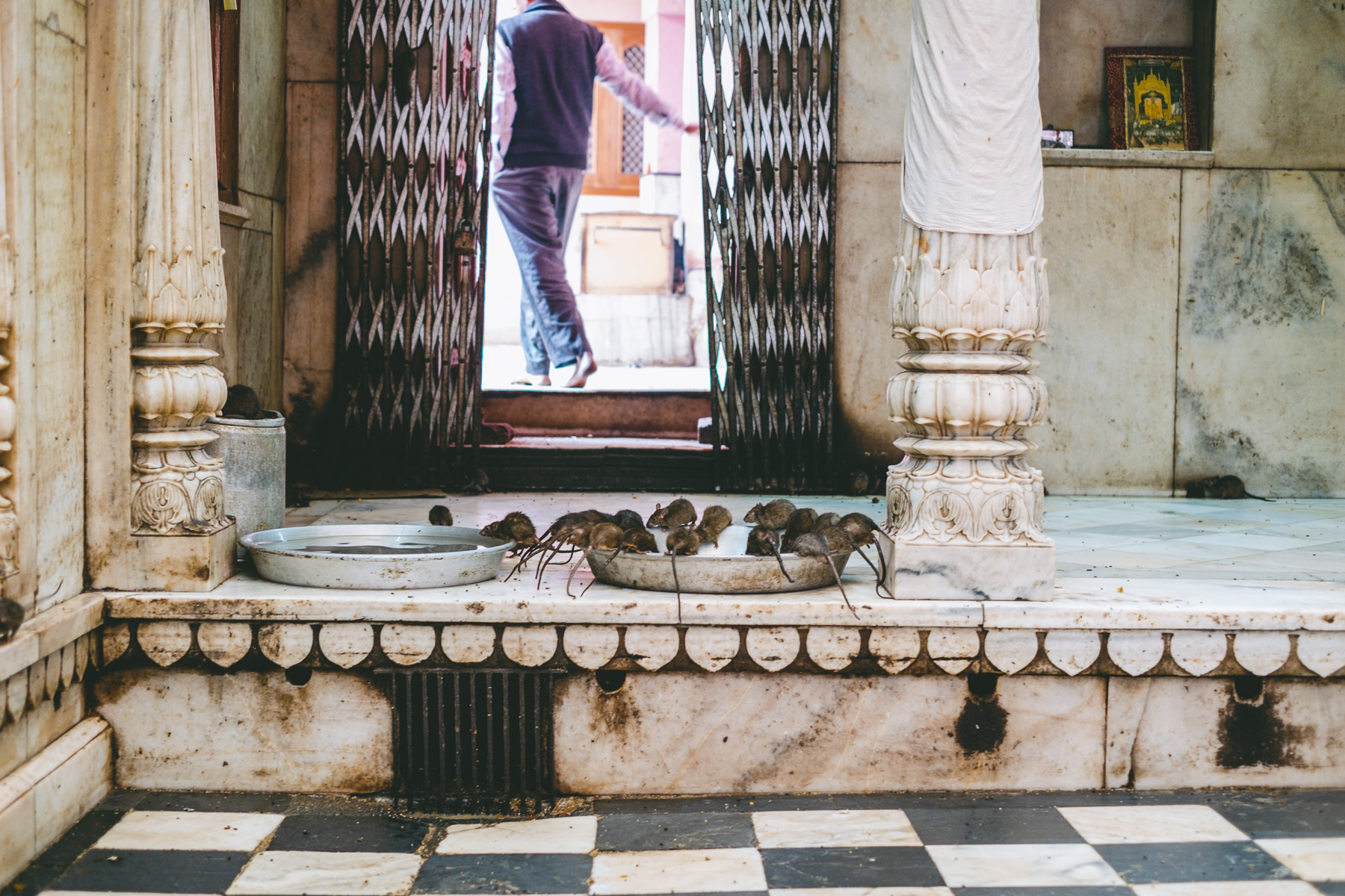 Karni Mata, Hindu Temple, Deshnoke, Rajasthan, India, Nathan Brayshaw