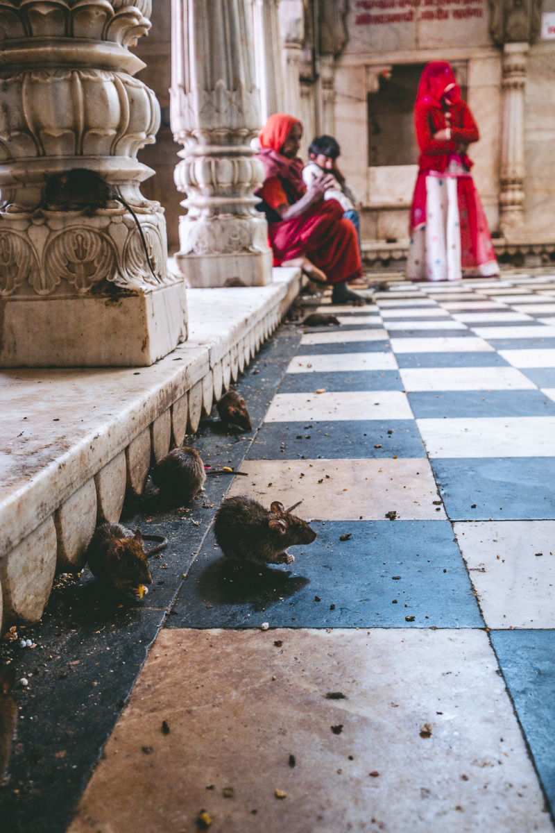 Rat Temple, Karni Mata, Bikaner, Deshnoke, Rajasthan, India