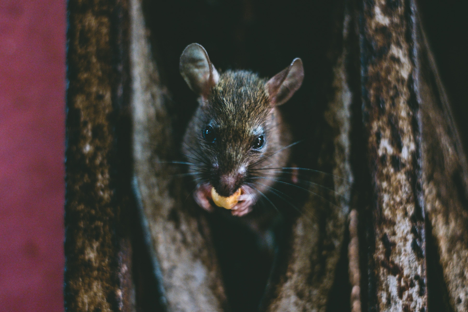 Godess Karni Mata, Rat Temple, Deshnoke Rajasthan, travel photography India, Nathan Brayshaw