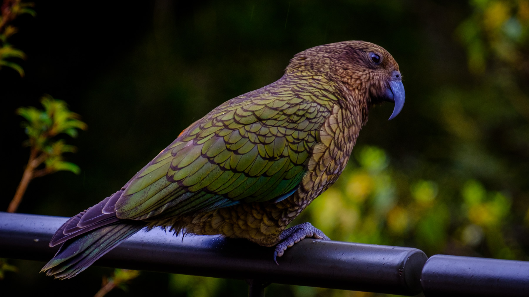 Kea, Monkey Creek, Milford Sound,