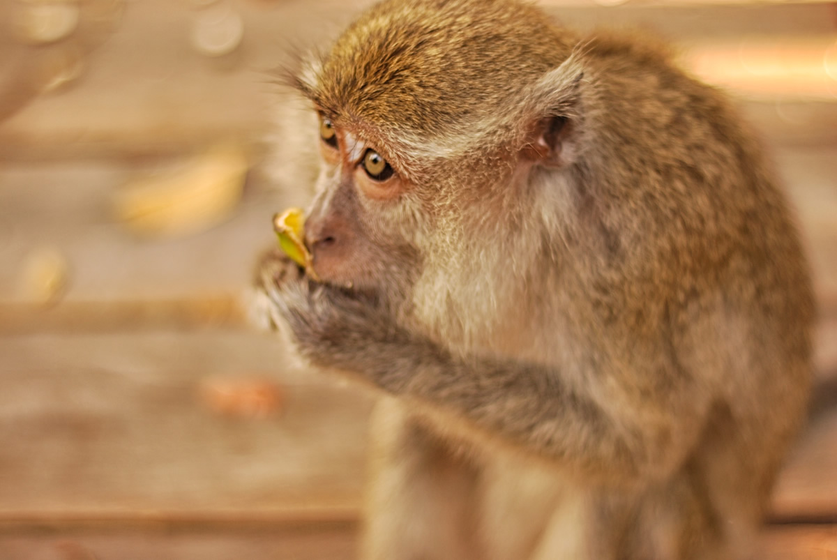 macaque, long-tailed macaque, borneo, orangutan, kalimantan