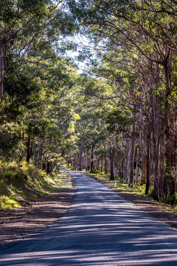 Binna Burra Lower Bellbird Circuit Gold Coast