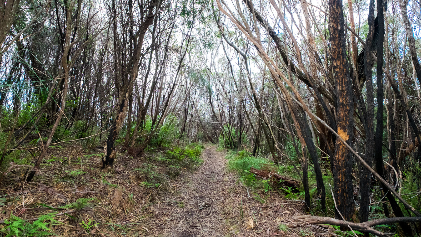 Mallee-Lamington-National-Park-Binna-Burra-Gold-Coast-bushwalking-hiking