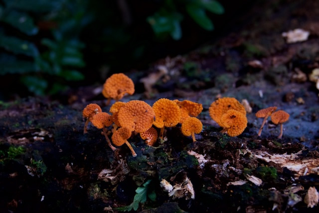 Orange-fungi-Lamington-National-Park-Binna-Burra-Gold-Coast-bushwalking-hiking