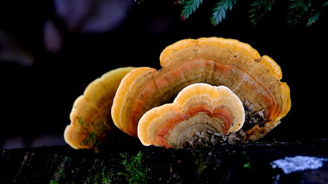 Orange-fungi-Lamington-National-Park-Binna-Burra-Gold-Coast-bushwalking-hiking