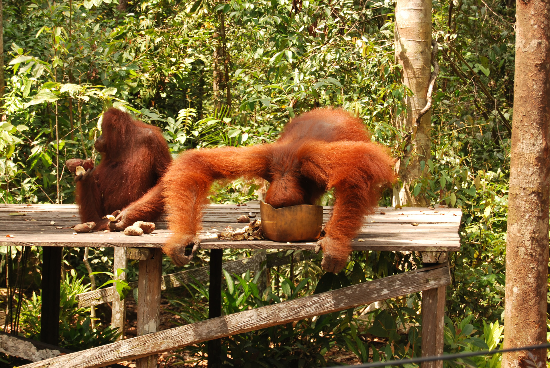 orangutan, borneo, camp leakey, travel photography, travel blog,