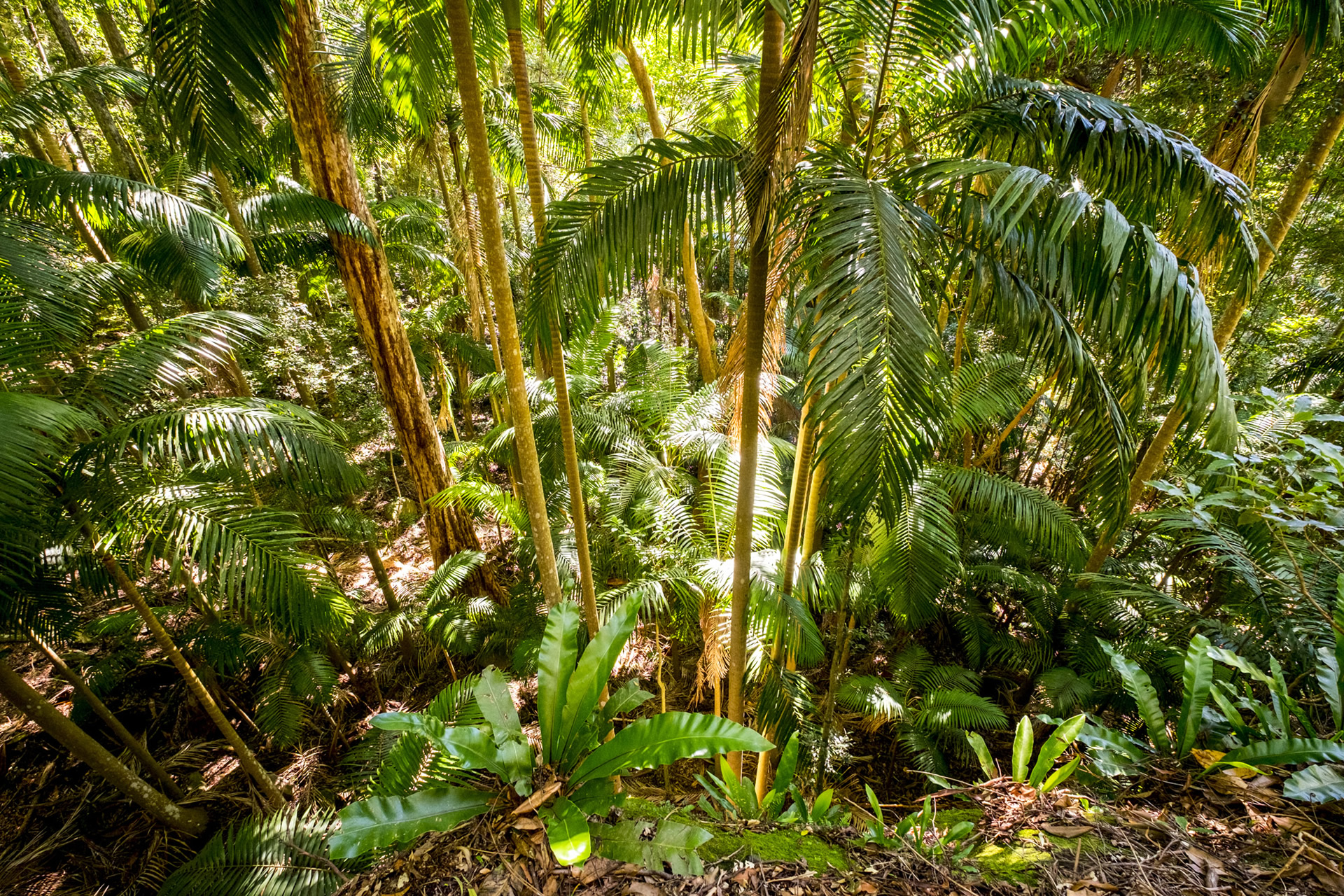 Temperate Rainforest Palm Trees Binna Burra 