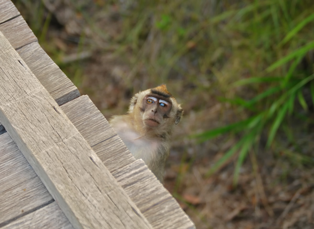 borneo, camp leakey, monkey, travel photography, travel blog,