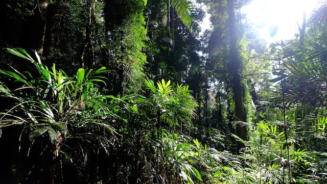 Rainforest-Lamington-National-Park-Binna-Burra-Gold-Coast-bushwalking-hiking