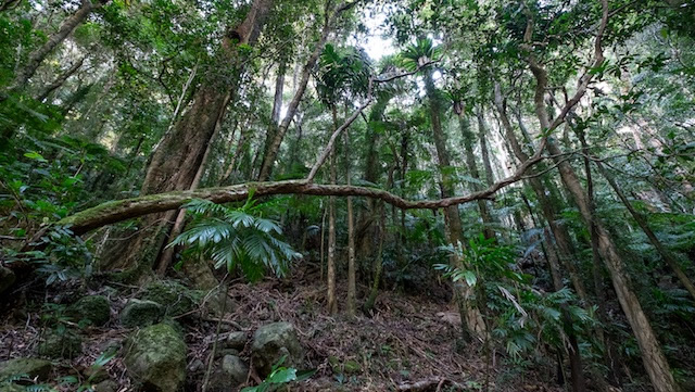 Warm-temperate-rainforest-Lamington-National-Park-Binna-Burra-Gold-Coast-bushwalking-hiking